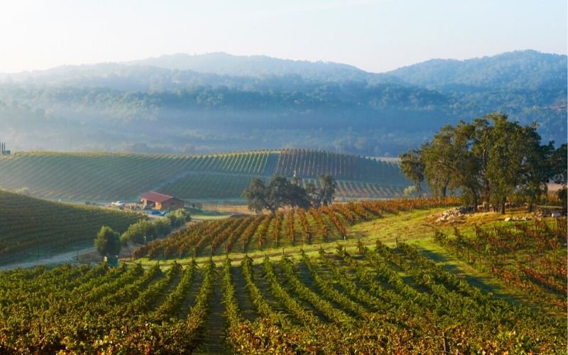 Tour: Small Vineyard Practices for a Hotter, Drier Climate